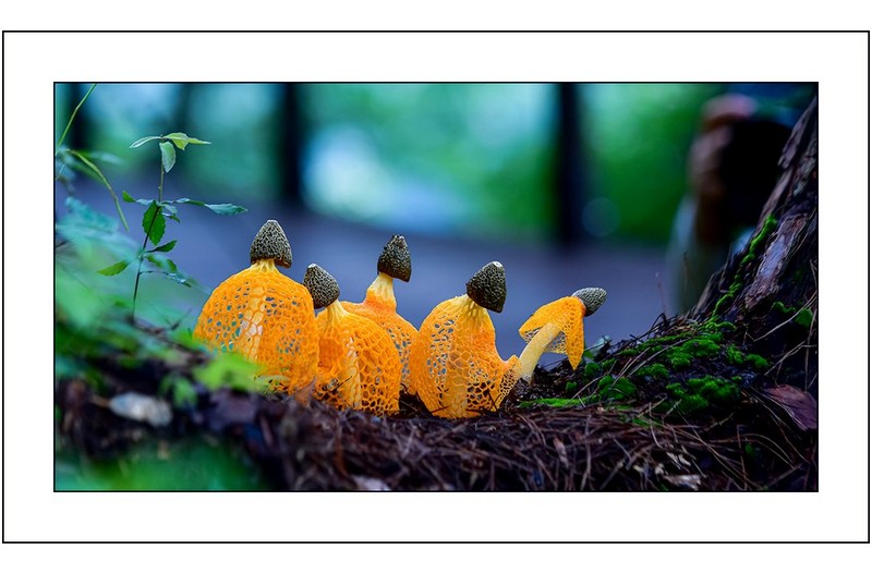 노랑망태버섯,,