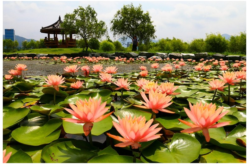 아름다운 수련`