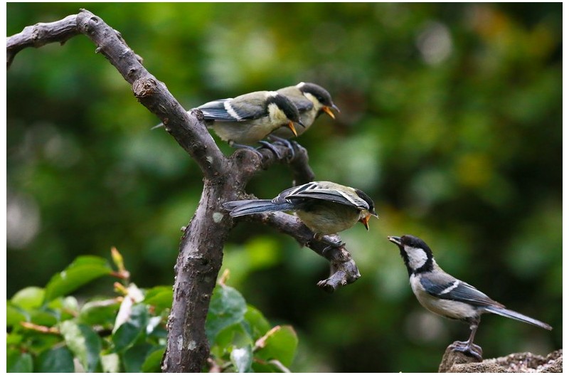 이슈하는 박새`