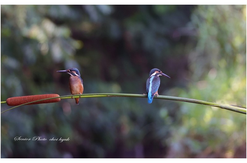 연모  ㅡㅡㅡㅡㅡㅡㅡㅡㅡㅡㅡ