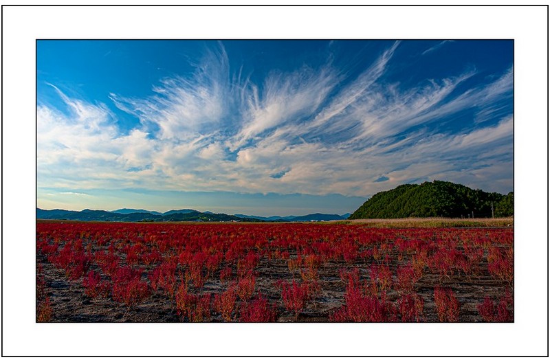 칠면초밭의 추억...