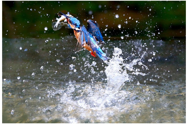 물총새 먹이사냥`