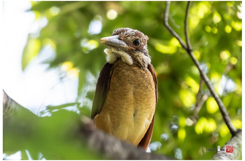 호반새 이소 후
