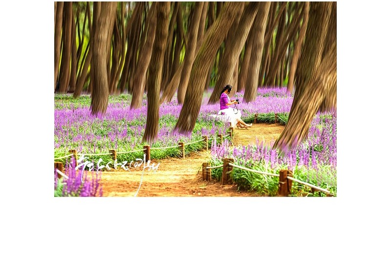 보랏 빛 황소가 몰려온다.