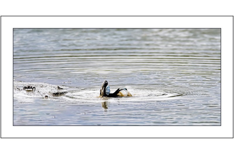 외로운 짱뚱어...