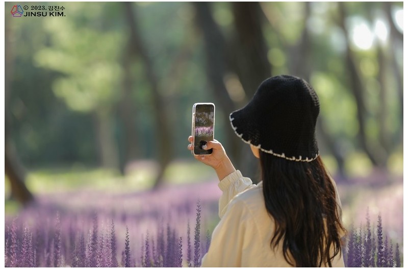 경주 황성공원 맥문동
