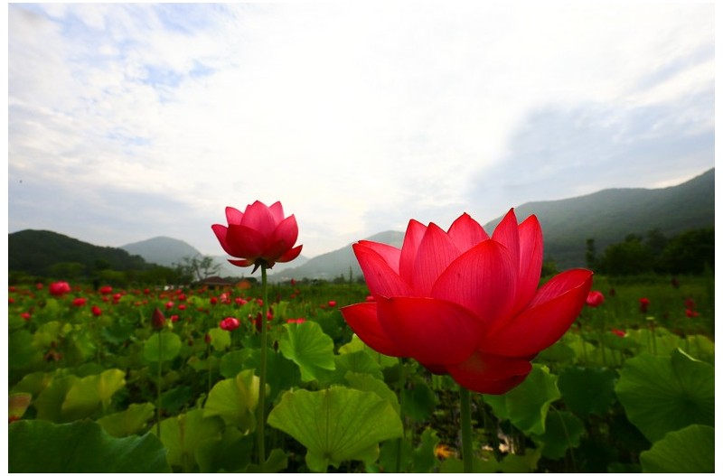 아름다운 홍연`