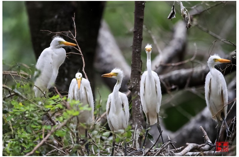 열심히 육추를 했더니