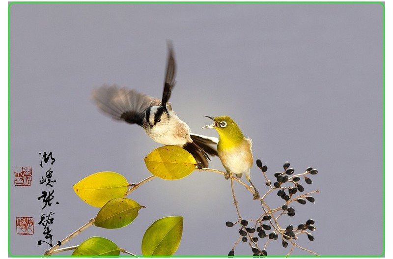 동박새와 오목눈이