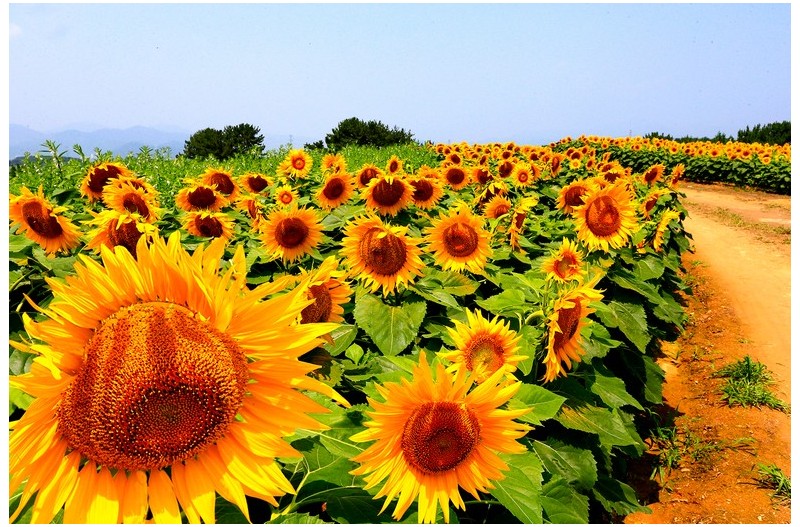 해바라기`