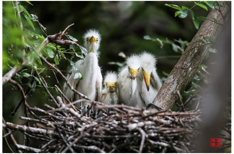 백로 새끼들이 나를 바라보고 있네요