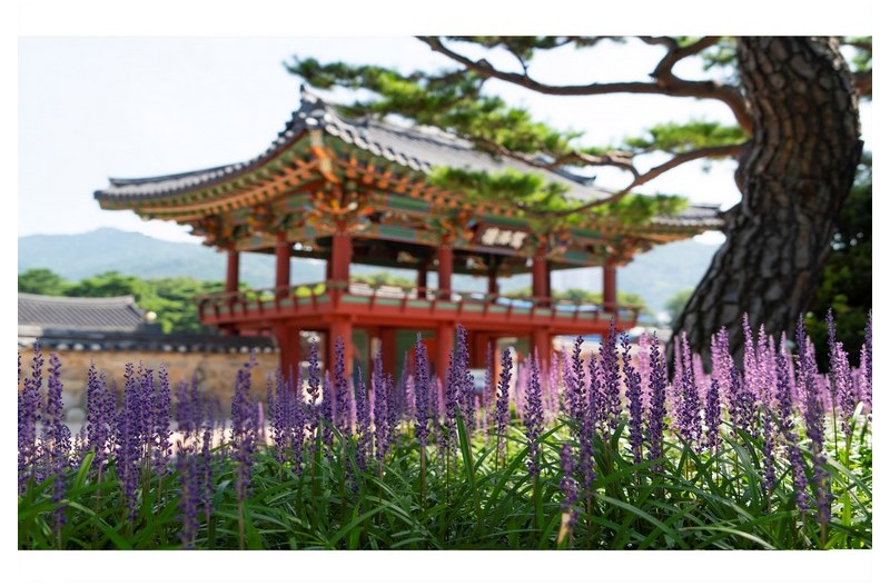 맥문동 피는 왕릉