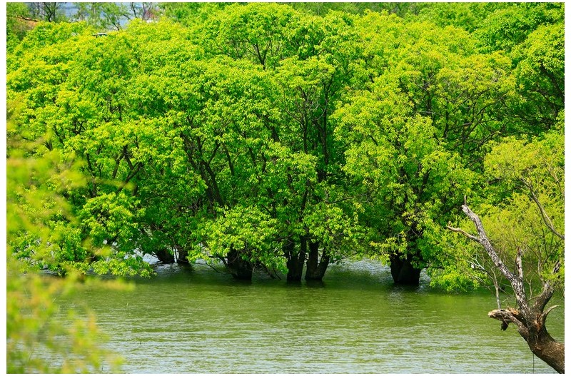 신록이욱어진 한여름`