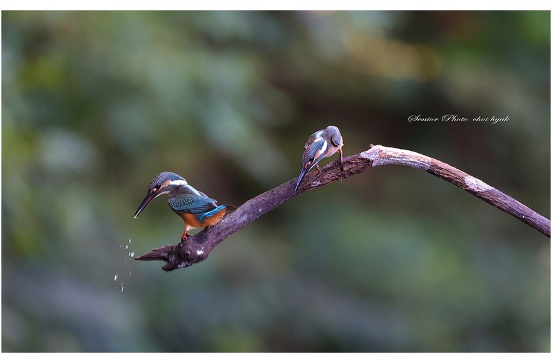 초보들  ㅡㅡㅡㅡㅡㅡㅡㅡㅡㅡㅡㅡㅡㅡ