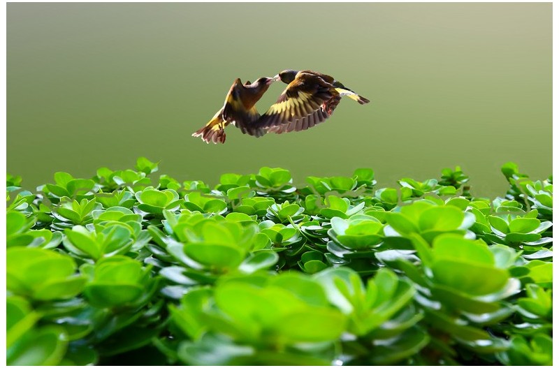 버블링하는 방울새`