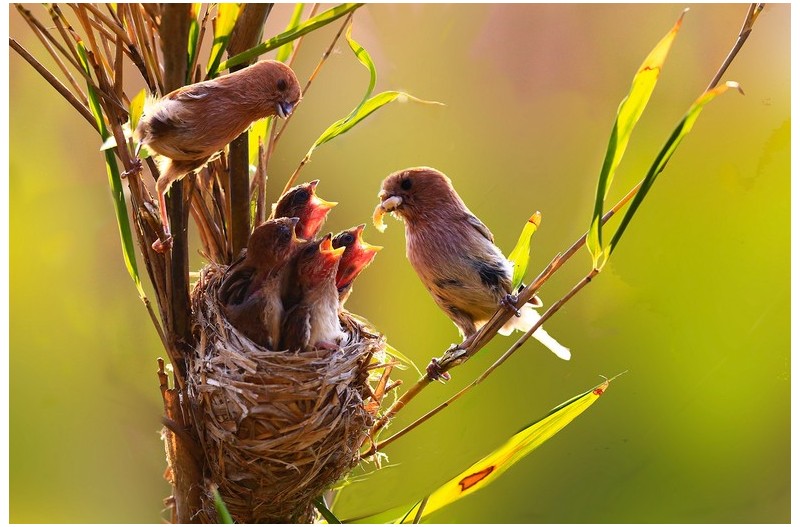붉은머리오목누이 육추`