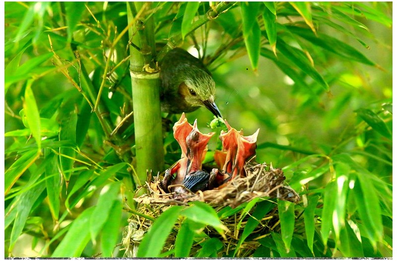 직박구니 육추`