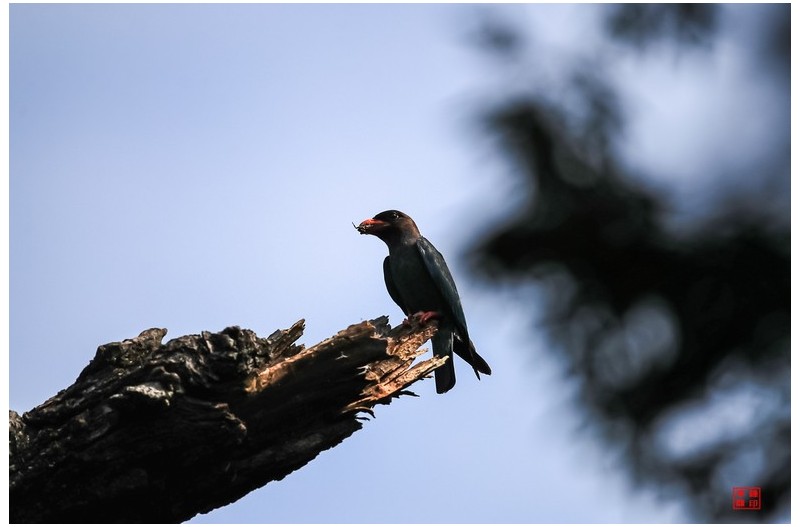 매미를 잡은 파랑새