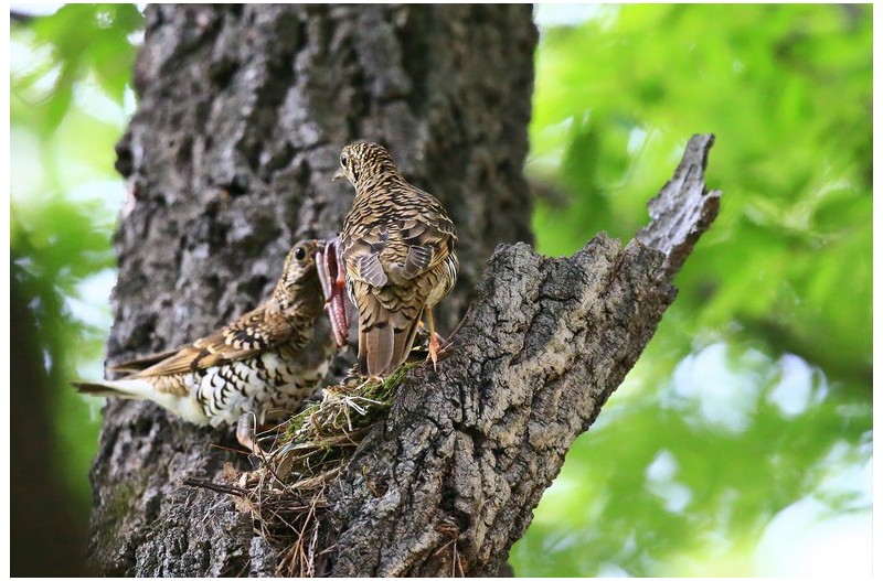 호랑직박기 육추`