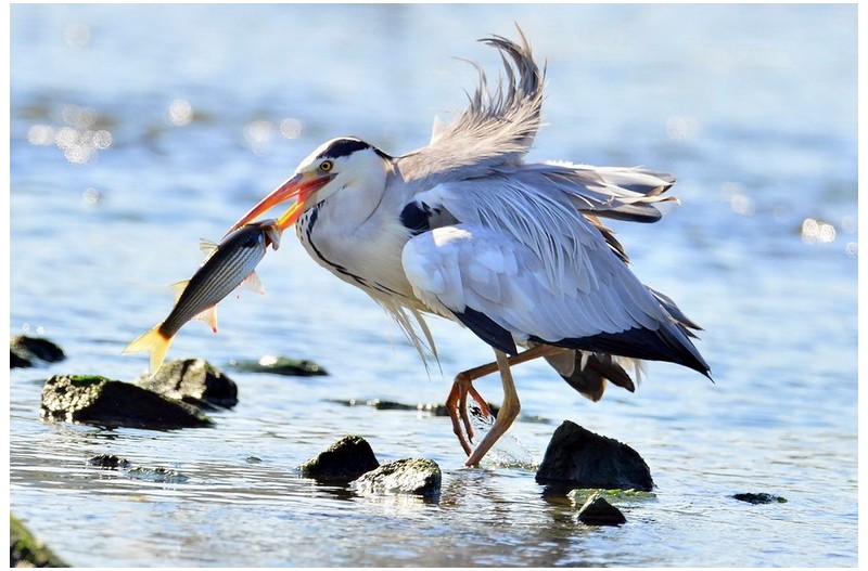 흑가리 먹이 사냥