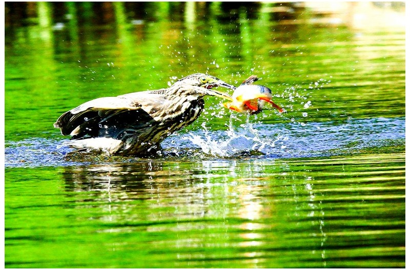 헤오라기 월척`