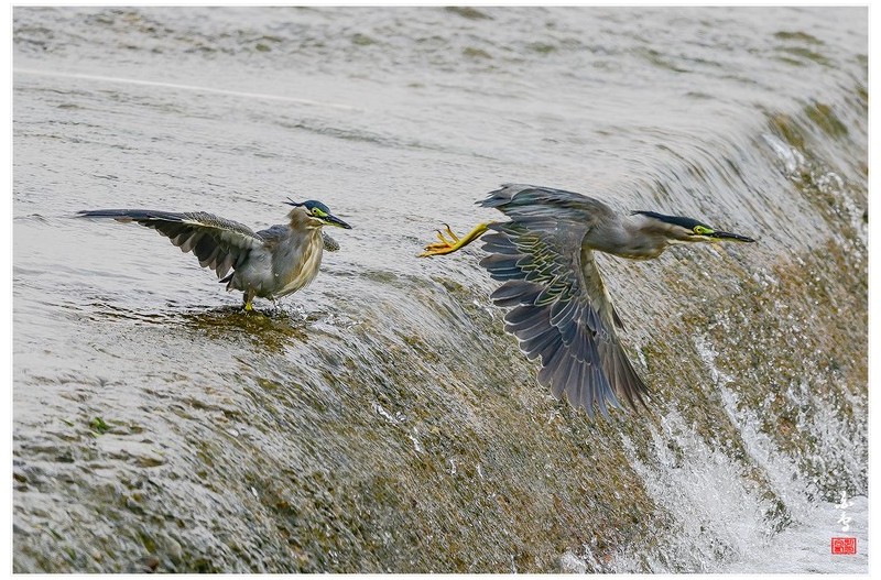 검은댕기해오라기