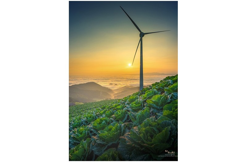 배추밭의 아침에