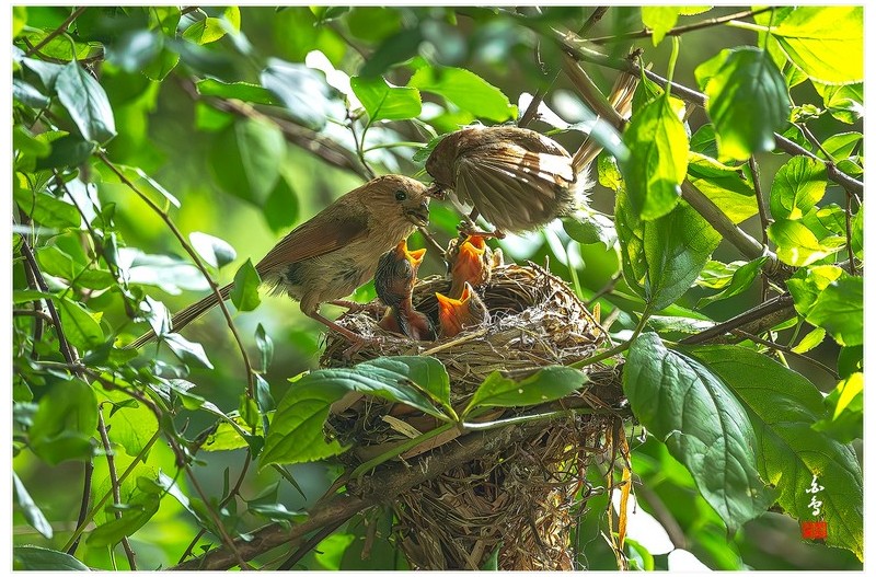 붉은머리오목눈이