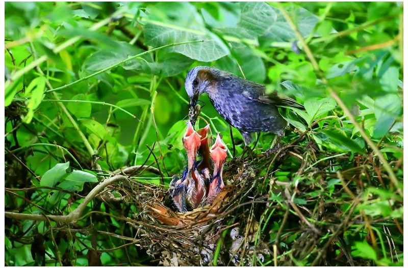 직박구니 육추`