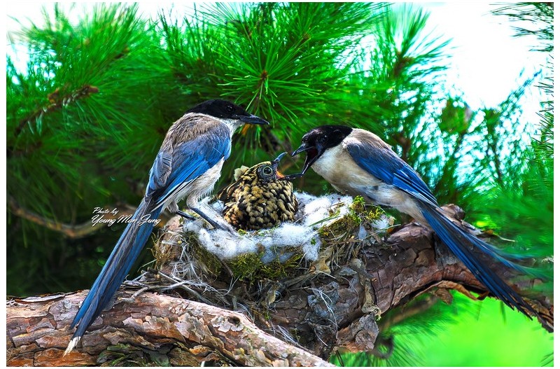 물까치(뻐꾸기 탁란)