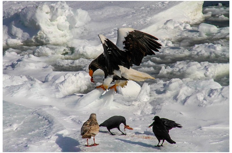 공생 - 흰꼬리 수리