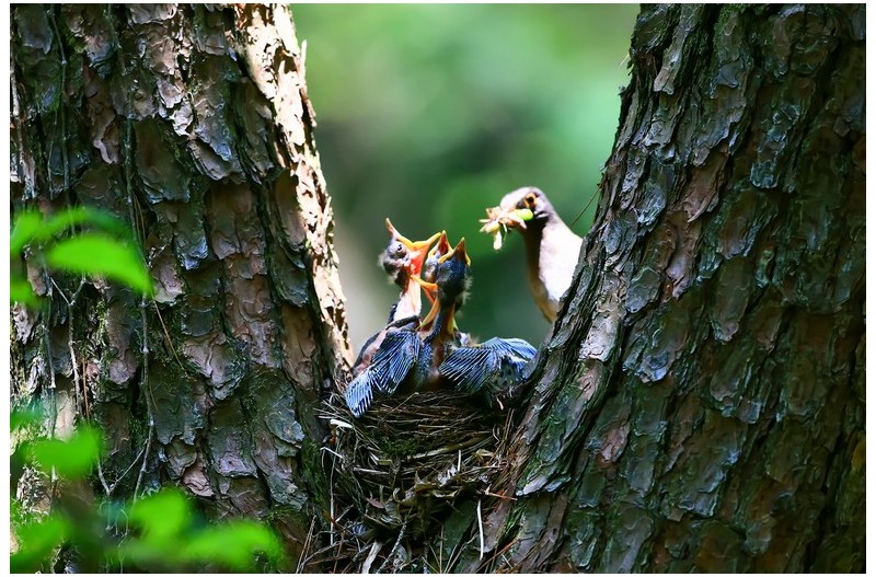 흰배직박구니육추`
