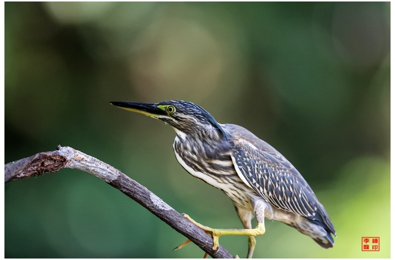 검은댕기해오라기