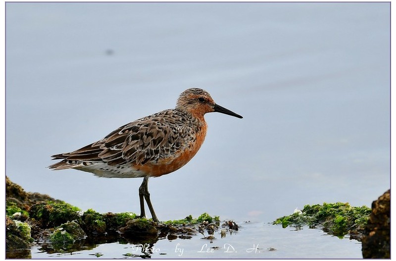 붉은가슴도요 / 붉은어깨도요