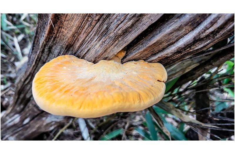 이뿐 버섯 제철이 왔네요