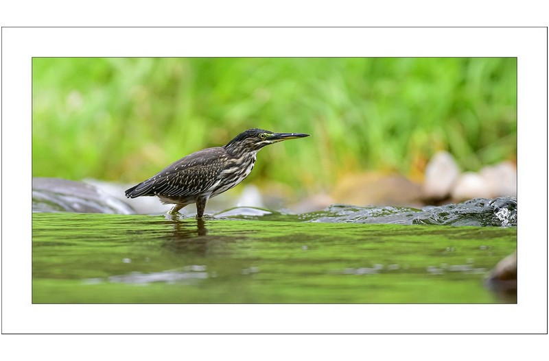 검은댕기해오라기....