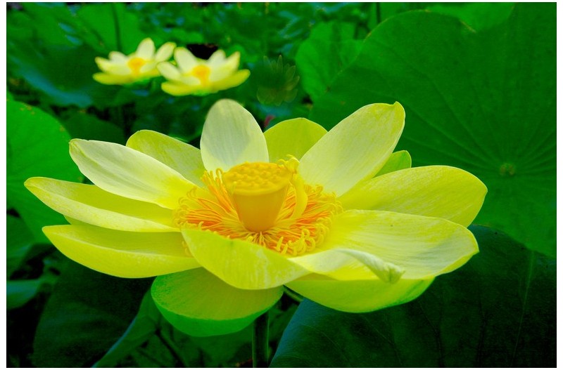 아름다운 황연`