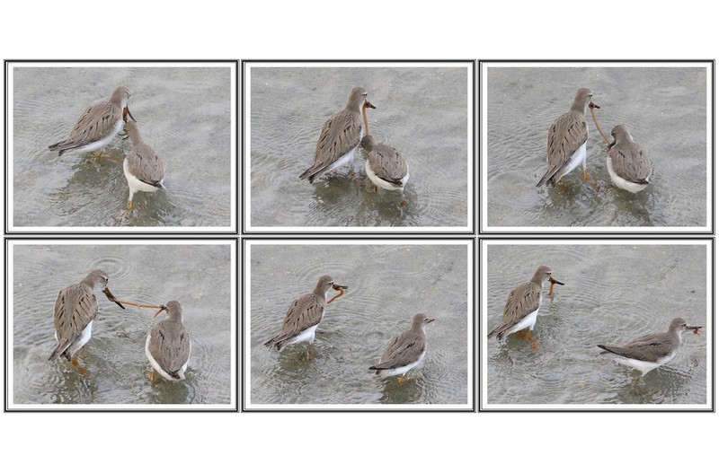 작은 뒤부리 도요 ( 먹이 공생 )