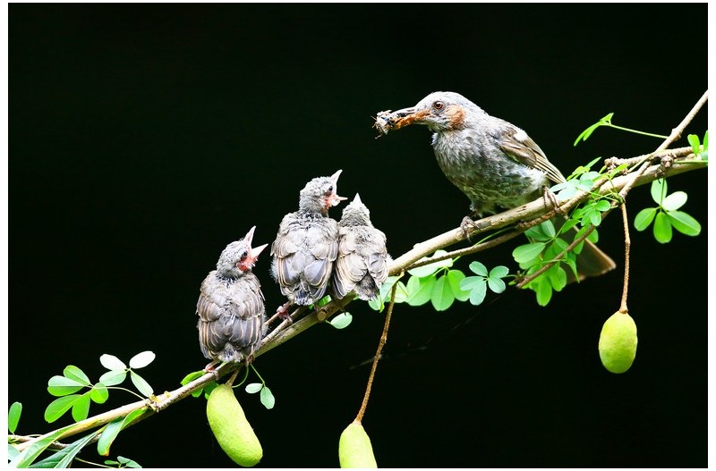 직박구니 이수`