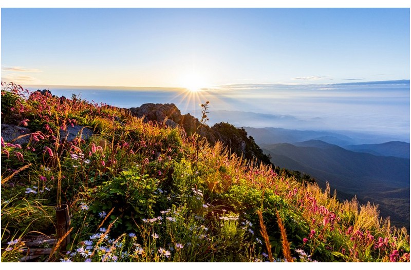 산오이풀과 구절초...