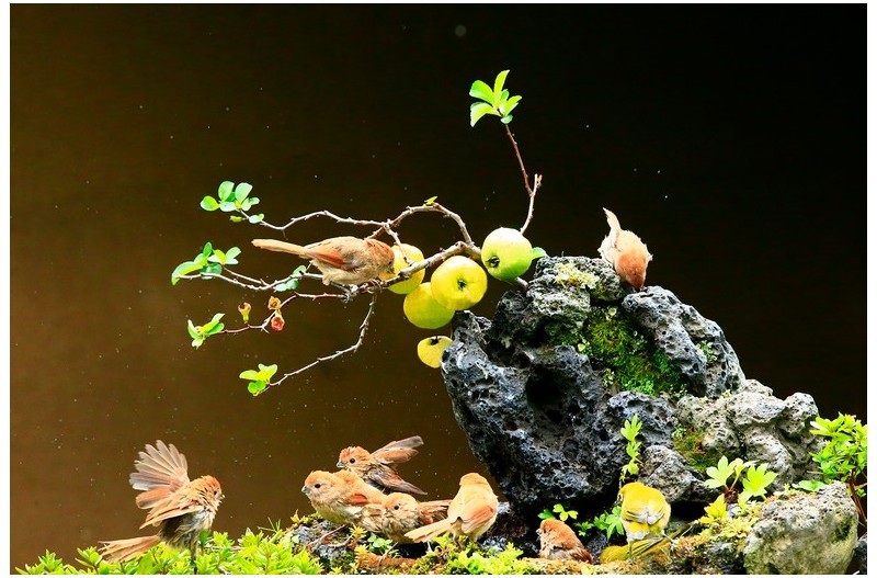 애기사과에 들어온 새`