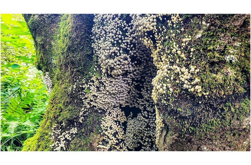 갸~ 대단 합니다 핸드폰이다고 무시하지 마시길.