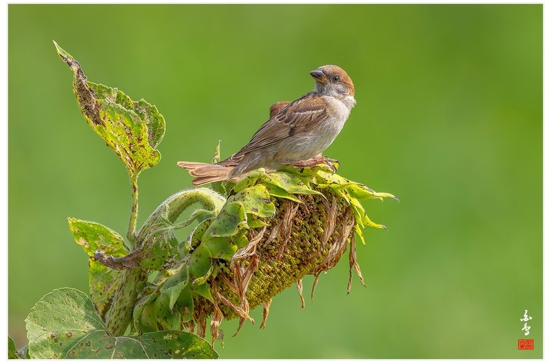 참새와 해바라기