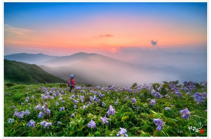 일월비비추 일출