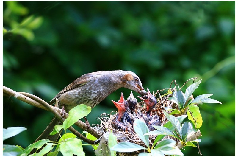 직박구니 육추`