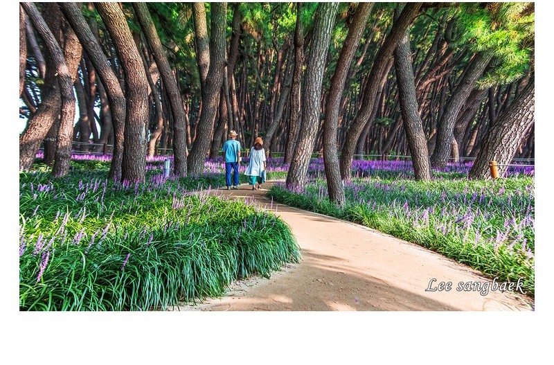 노 부부의 솔밭 길