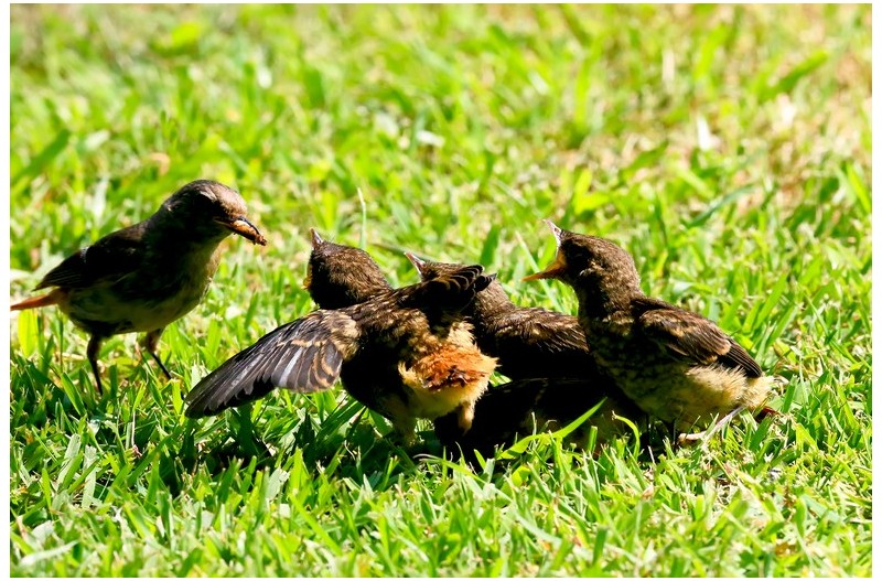 딱새 잔디밭에`