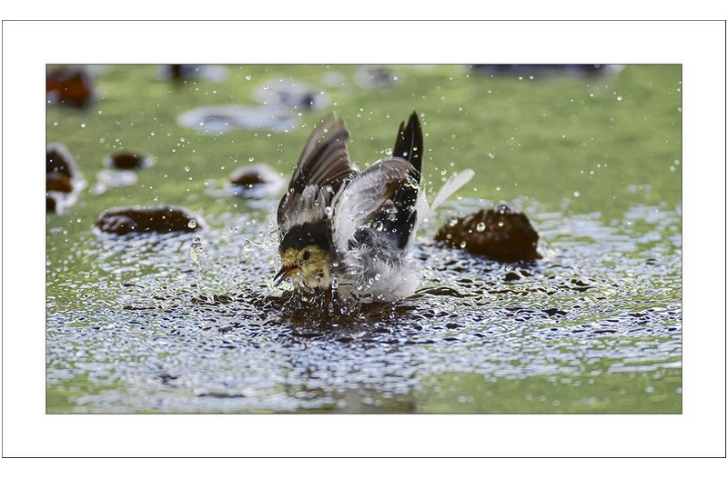 알락할미새목욕중...