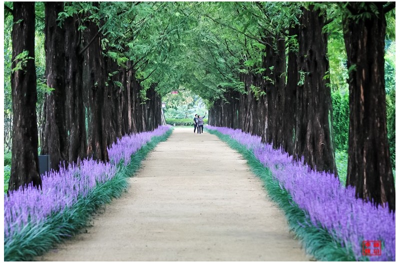 메타쉐콰이어 가로수 길