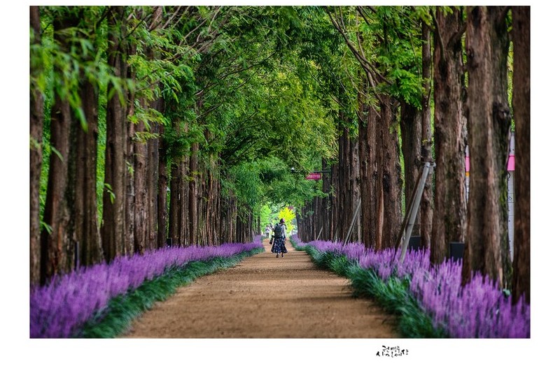 보랏빛 숲길